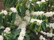 Coffea arabica flowers - Brazil