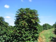 Coffea arabica in Brazil