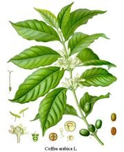 Drawing of Coffea arabica