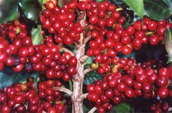 Coffea arabica in fruit - Brazil