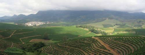 Coffea arabica plantation, São João do Manhuaçu City, Minas Gerais State, Brazil