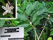 180px-Detail_of_Coffea_canephora_branch_and_leaves.jpg