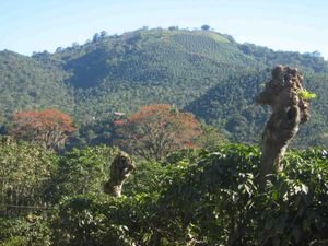 Shade trees in Orosí in Costa Rica. In the background (red) shade trees and in the foreground pruned trees for different periods in the growth cycle.